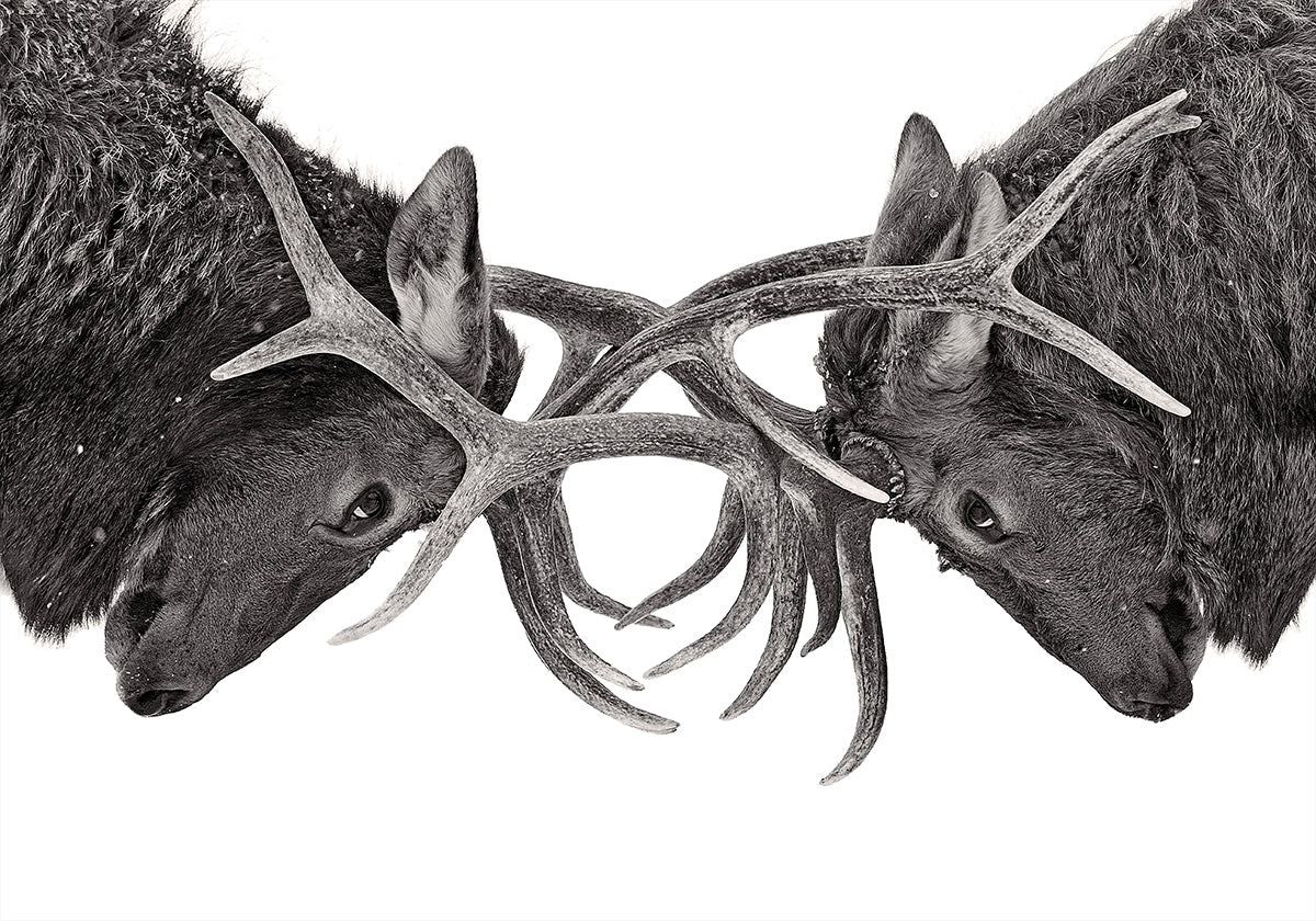 Eye to Eye - Elk fight Plakat