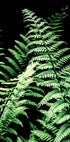 Forest Ferns Plakat - Posterbox.no