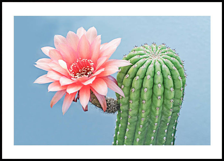 Flowering Cactus Plakat - Posterbox.no