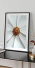 Daisy Close-Up Flower Plakat - Posterbox.no