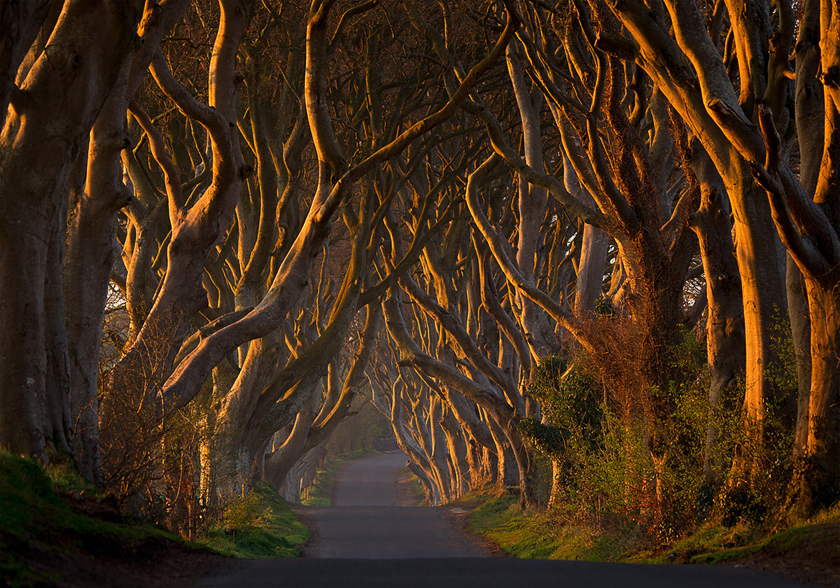 The Dark Hedges in the Morning Sunshine - Posterbox