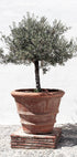 Olive Tree In Vintage Terracotta Plakat - Posterbox.no