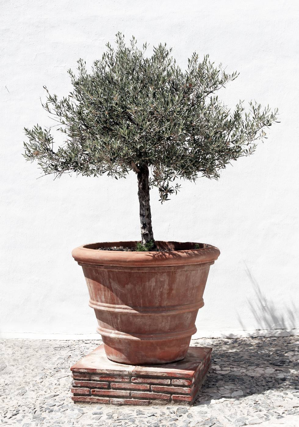 Olive Tree In Vintage Terracotta Plakat - Posterbox.no