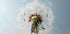 Dandelion Seeds On Wind Plakat - Posterbox.no
