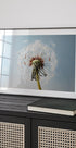 Dandelion Seeds On Wind Plakat - Posterbox.no