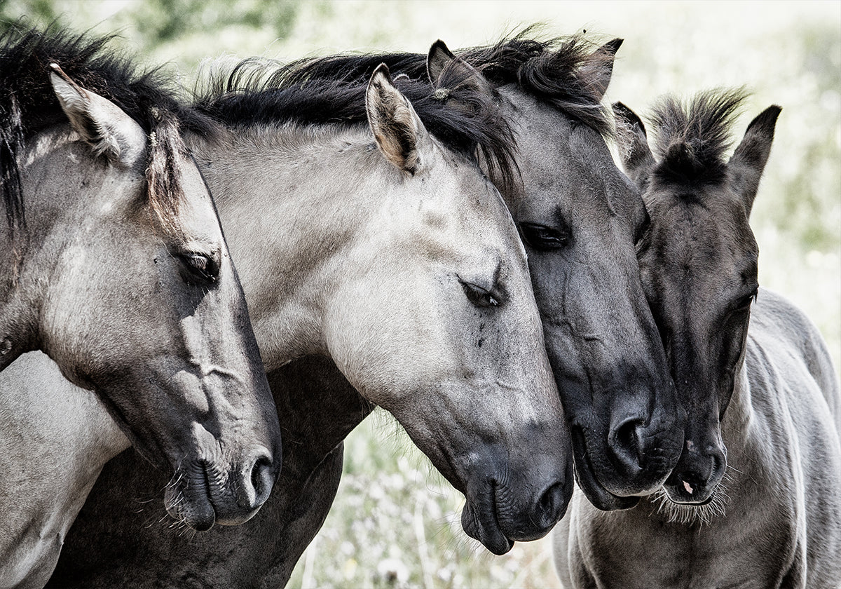 Four Konik Horses