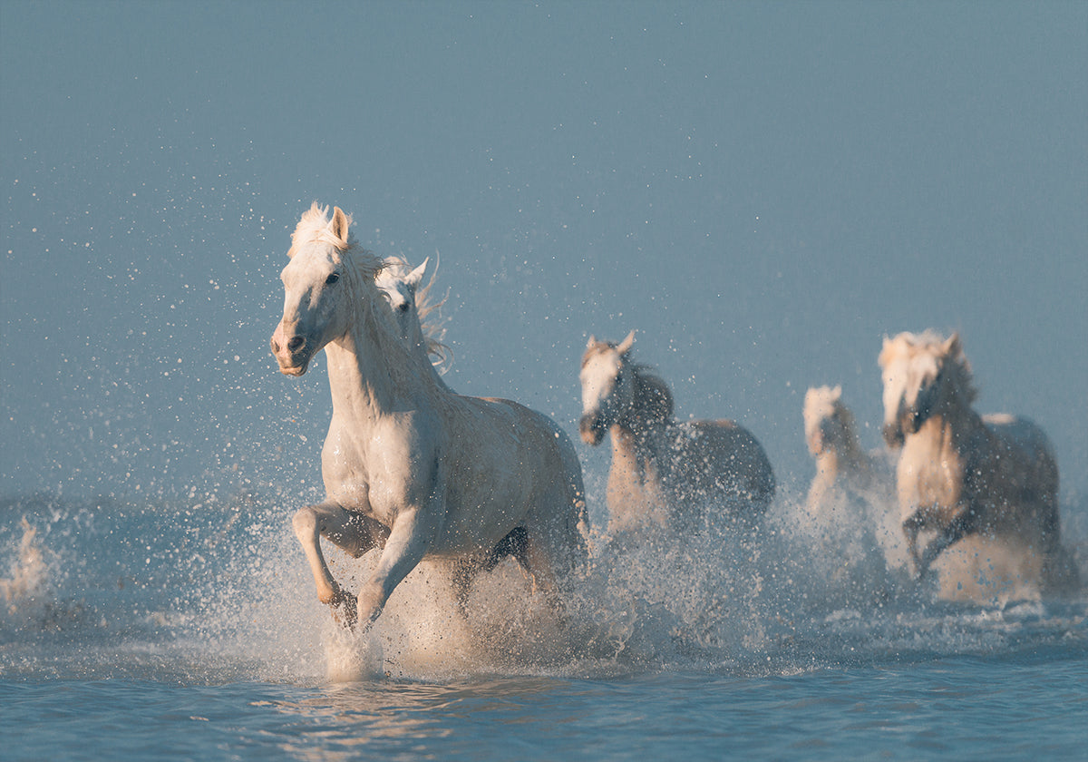 Angels of Camargue Plakat