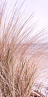Pink Beach Grass Plakat - Posterbox.no