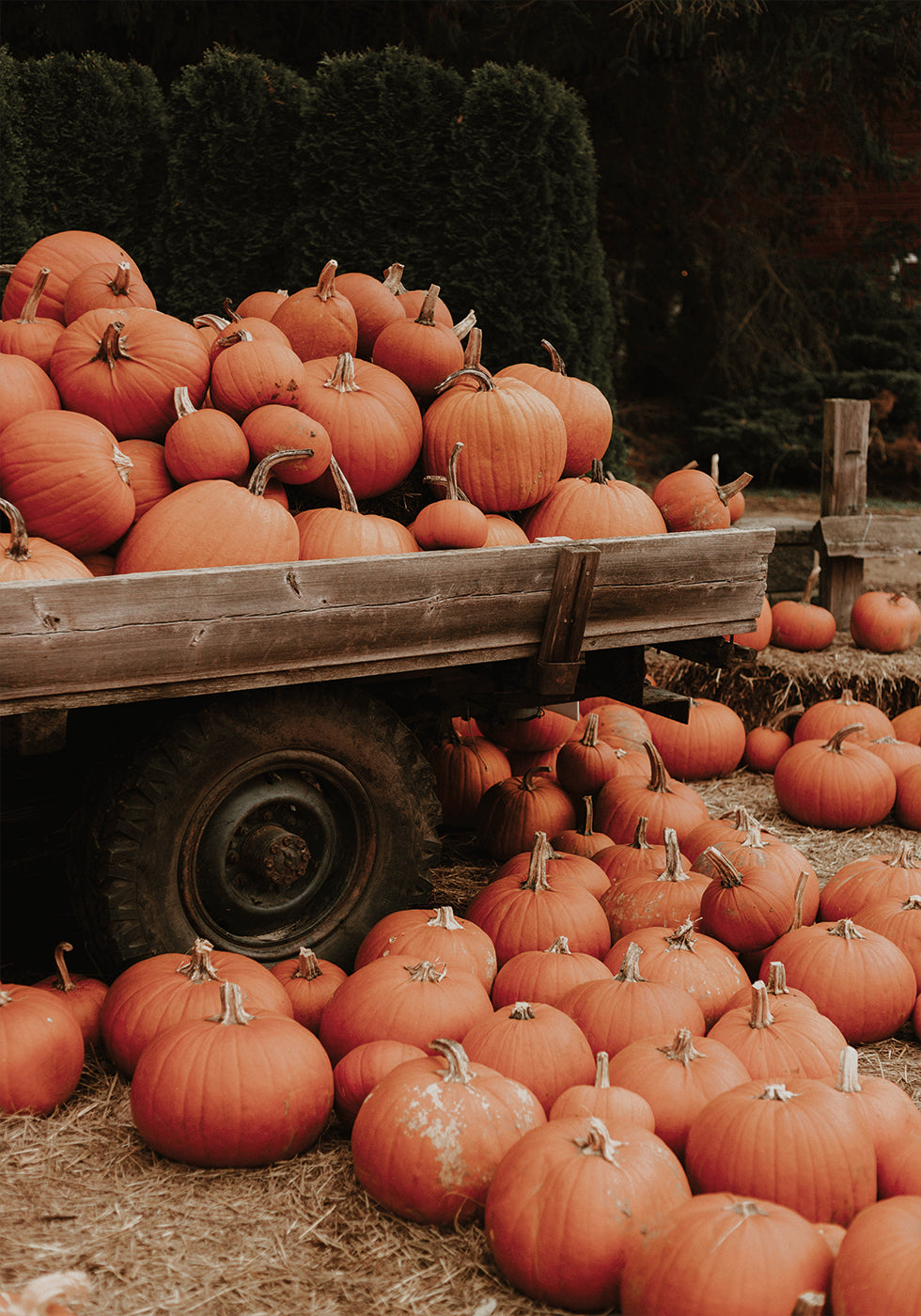 Pumpkin Patch Truck Plakat