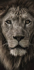 Majestic Lion Close-Up Plakat - Posterbox.dk