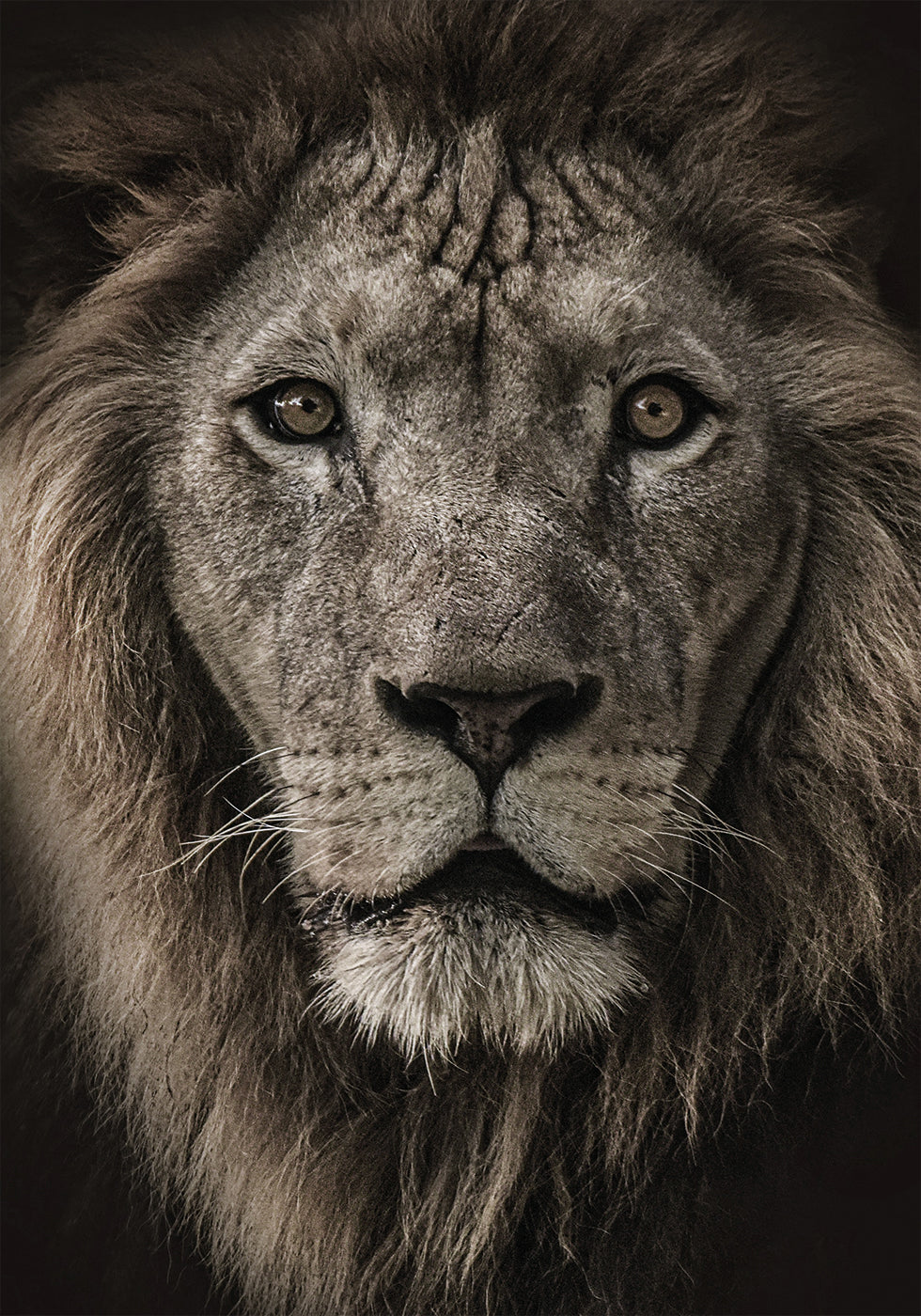 Majestic Lion Close-Up Plakat - Posterbox.dk