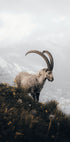 Alpine Ibex Plakat - Posterbox.dk