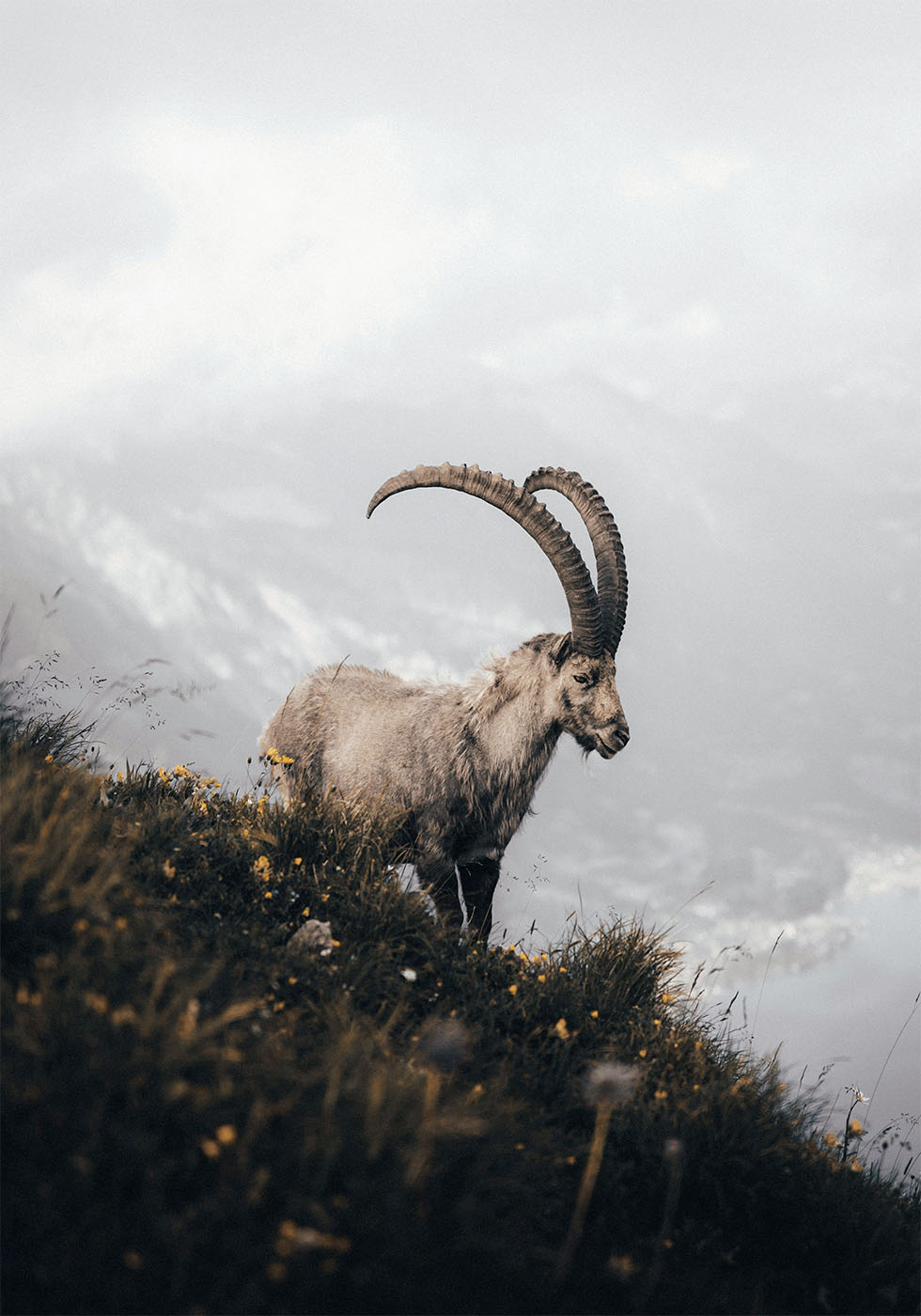 Alpine Ibex Plakat