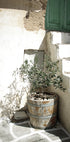 Charming Olive Tree in a Rustic Setting Plakat - Posterbox.dk