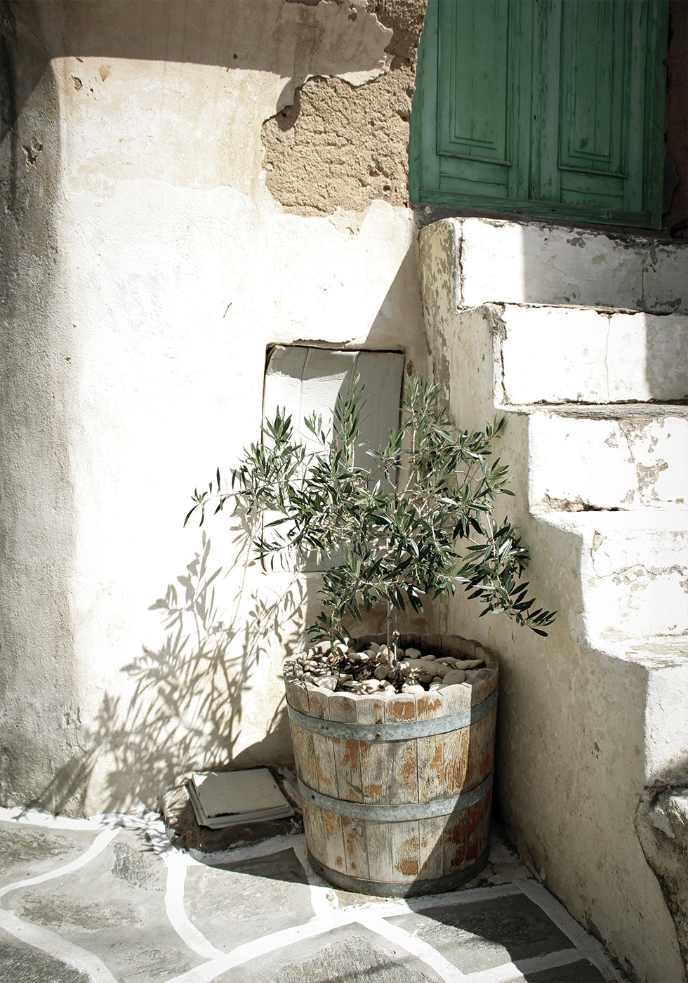 Charming Olive Tree in a Rustic Setting Plakat - Posterbox.dk