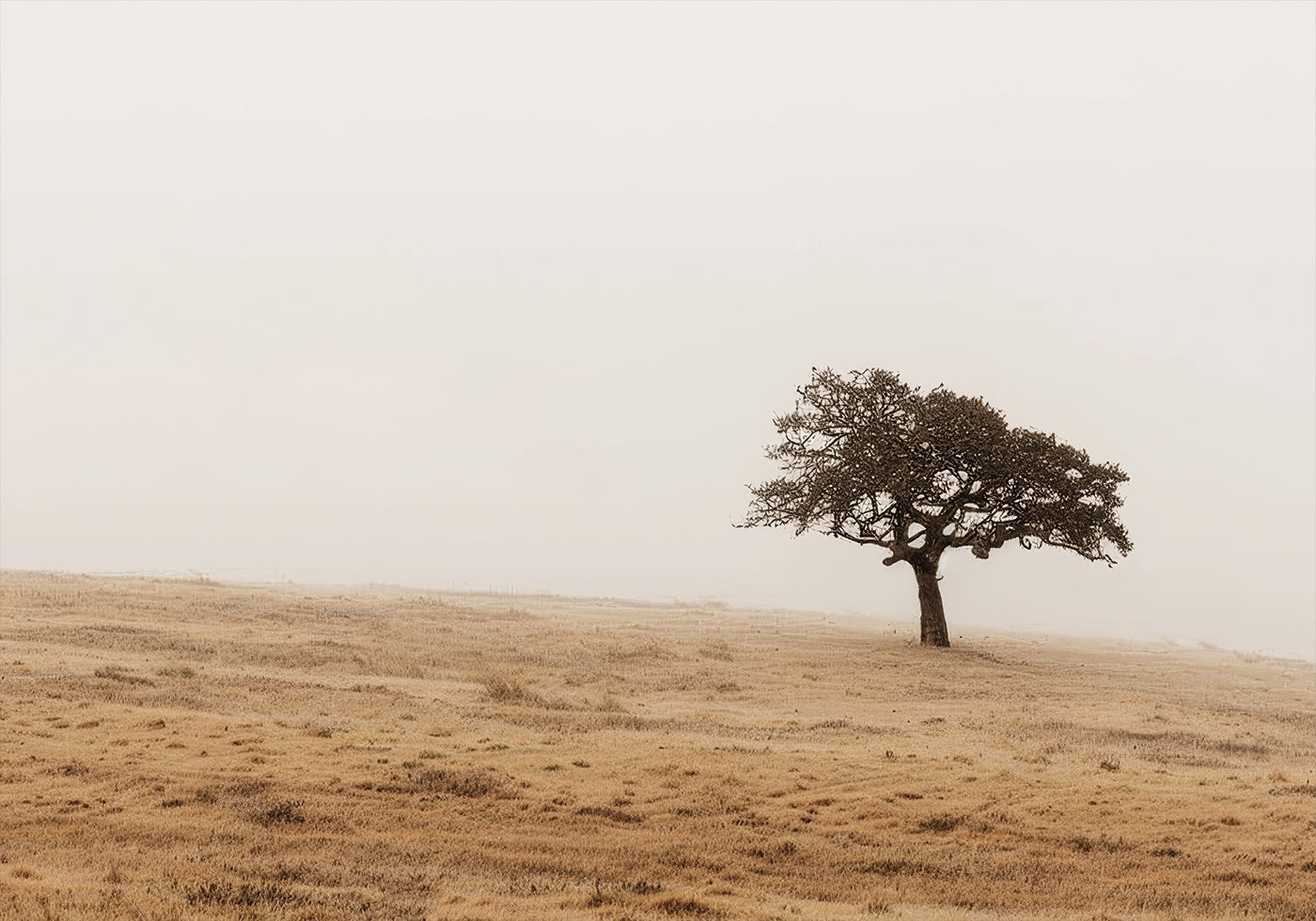 Autumn Grassy Field and Solitary Tree Plakat