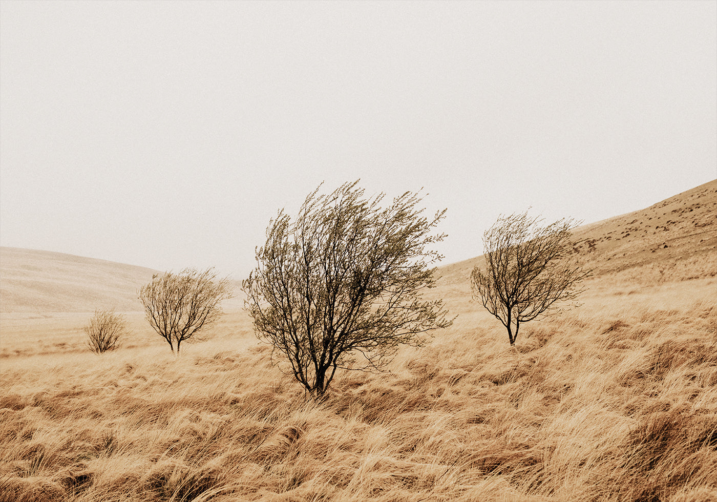 Autumn Grassy Field and Trees Plakat