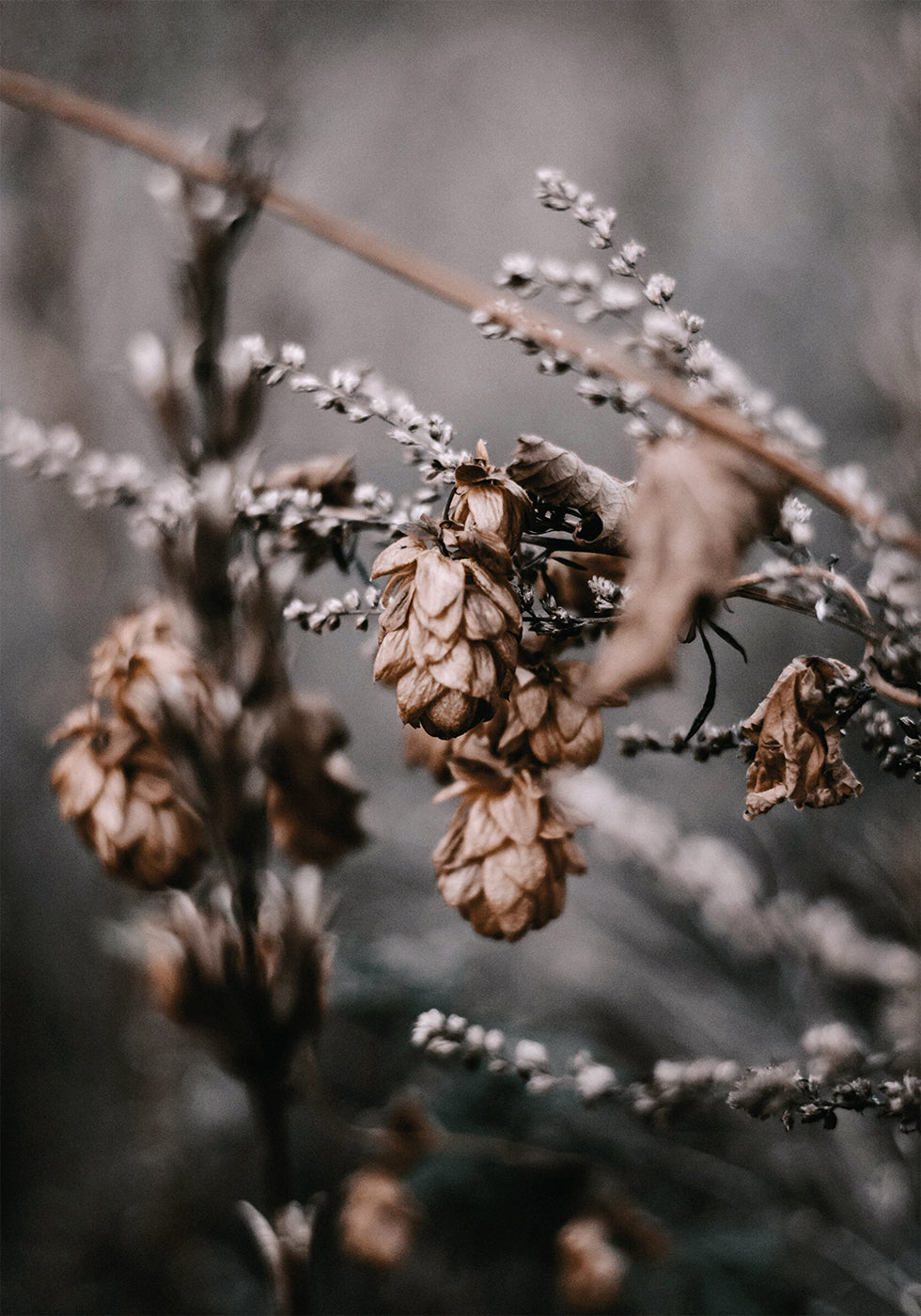 Autumn Arrival Plakat - Posterbox.dk