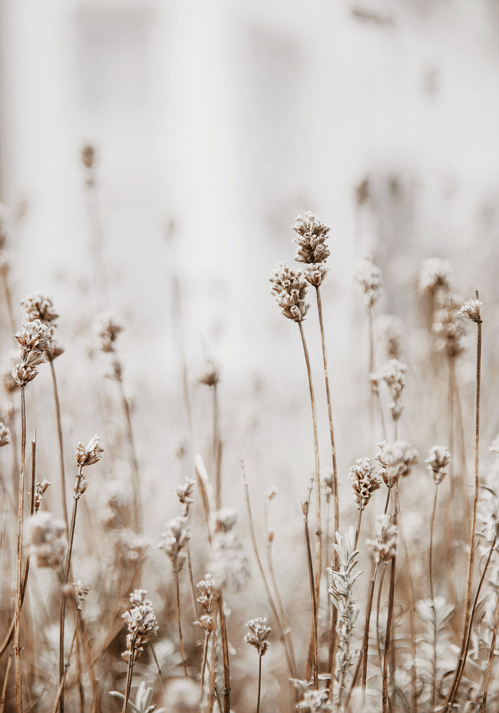 Autumn Dried Flowers Plakat