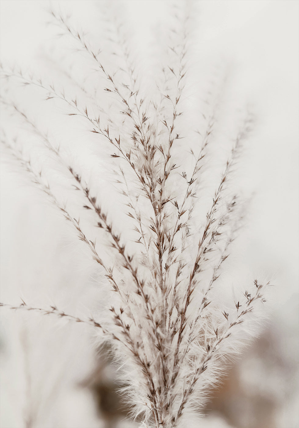 Autumn Miscanthus Plakat