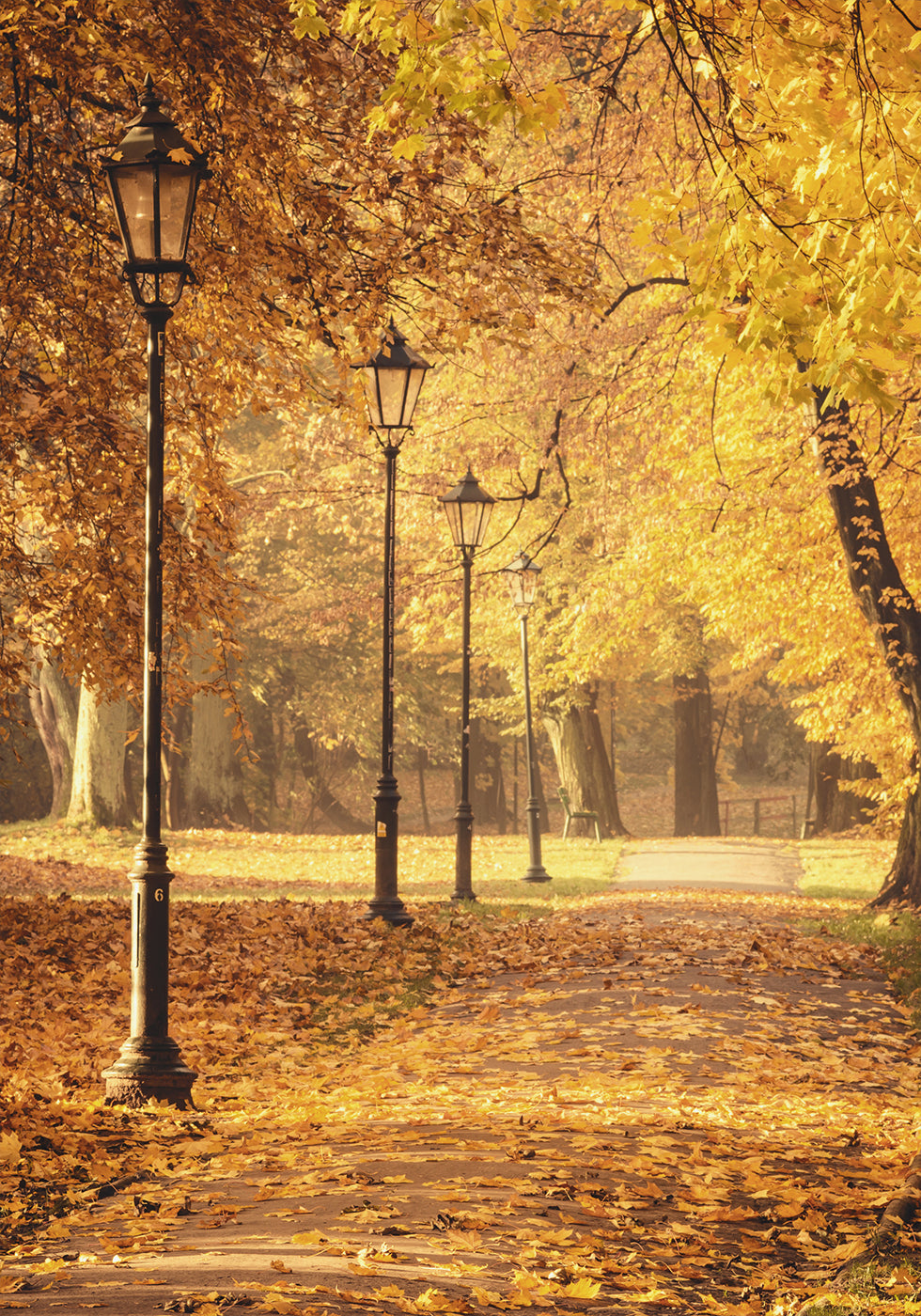 Golden Autumn Park Path Plakat