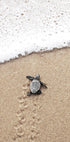 Baby Turtle Meets the Sea Plakat - Posterbox.dk