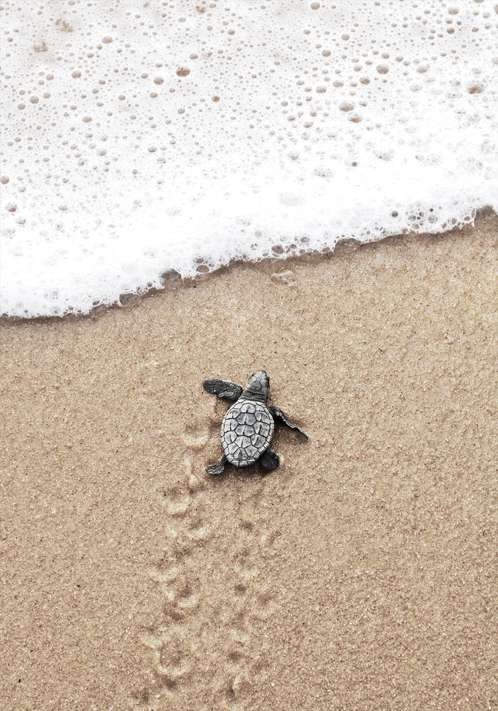 Baby Turtle Runs Into The Water Plakat