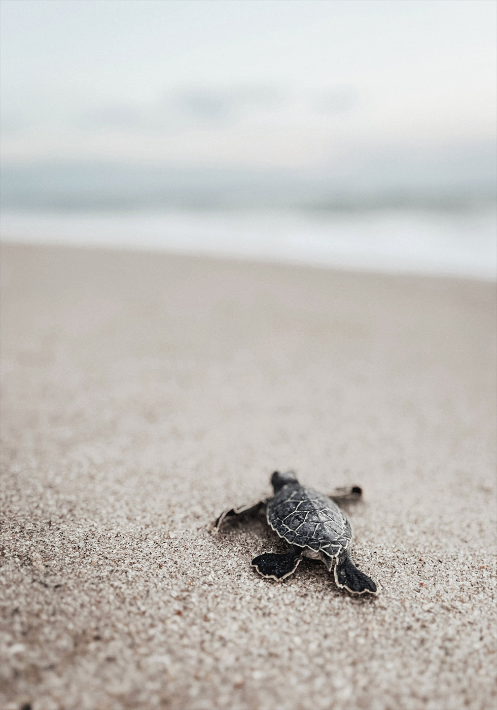 Baby Turtle Runs Into The Water Plakat