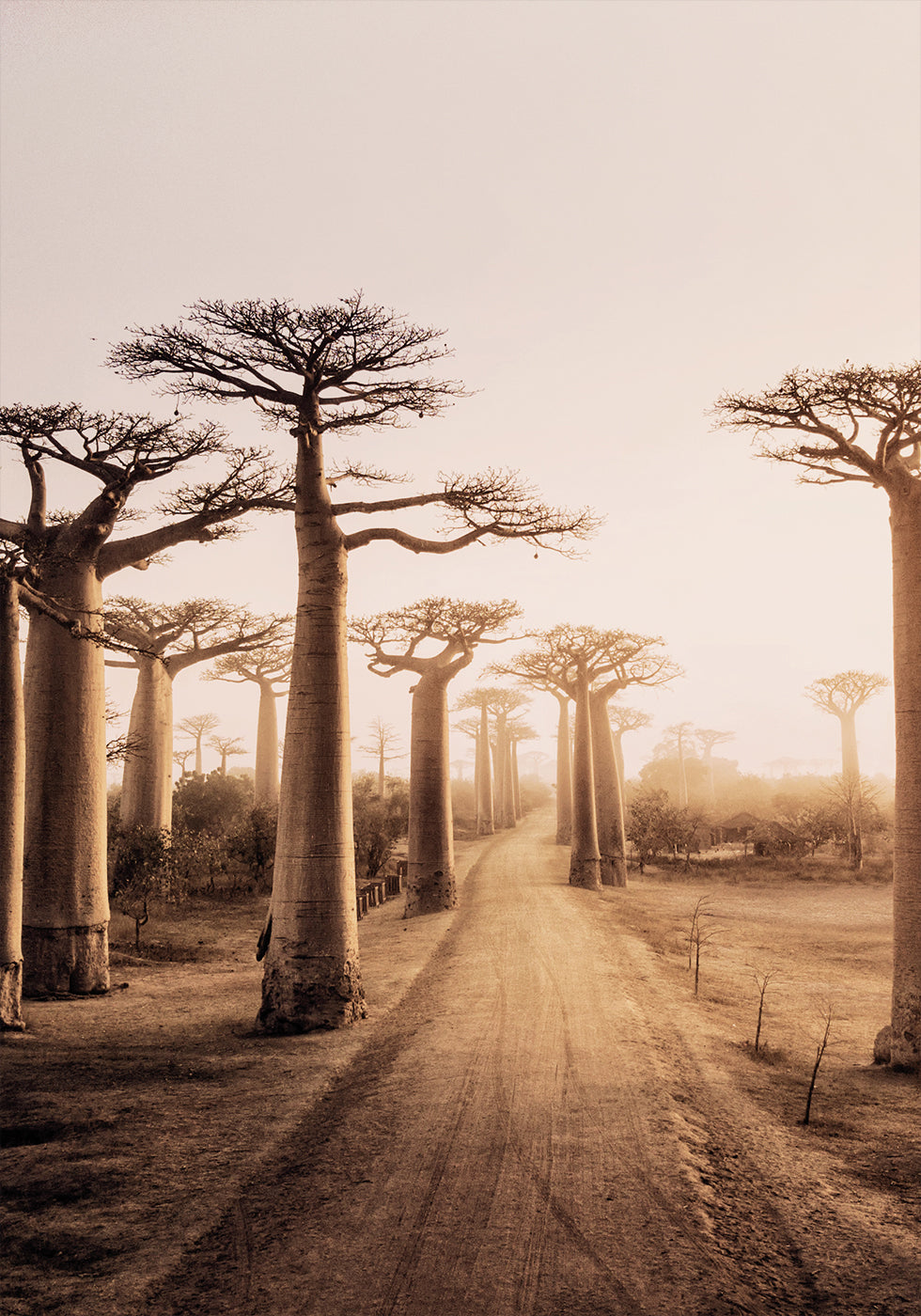 Baobab Trees at Sunset Plakat