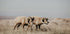 Bighorn Sheep in Field Plakat - Posterbox.dk