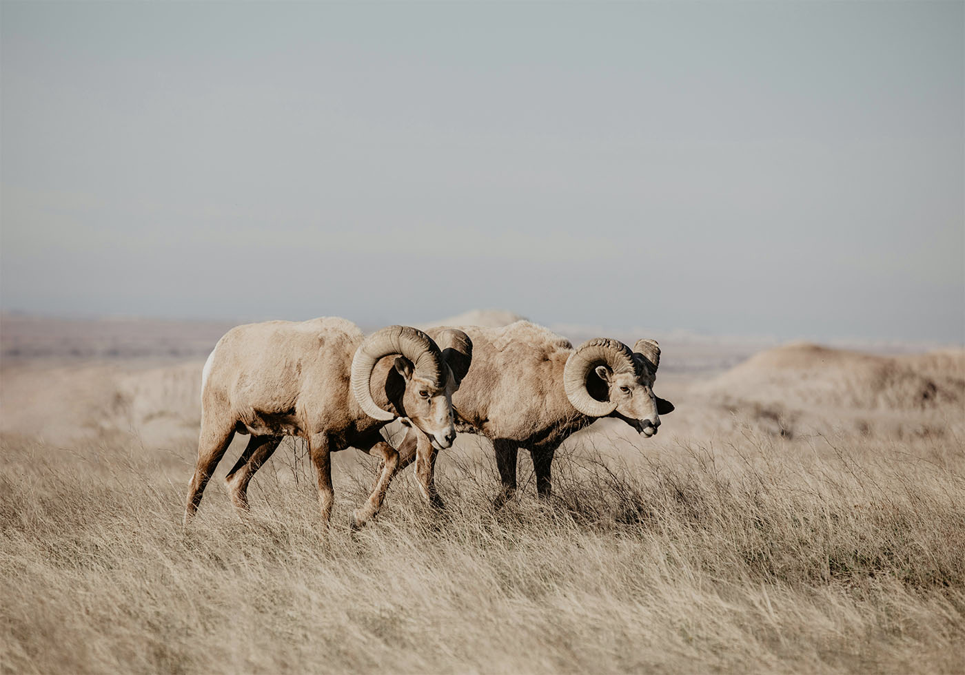 Bighorn Sheep in Field Plakat - Posterbox.dk