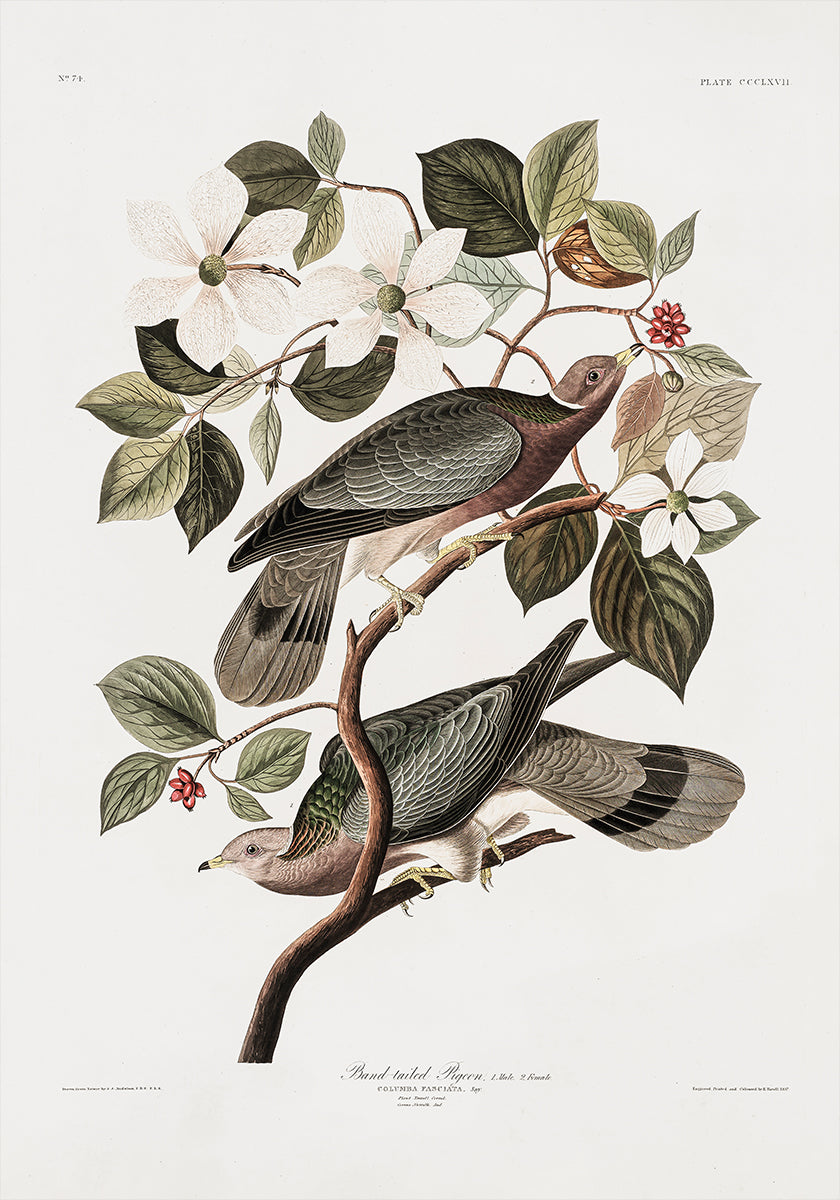 Brand Tailed Pigeon From Birds Of America (1827) Plakat