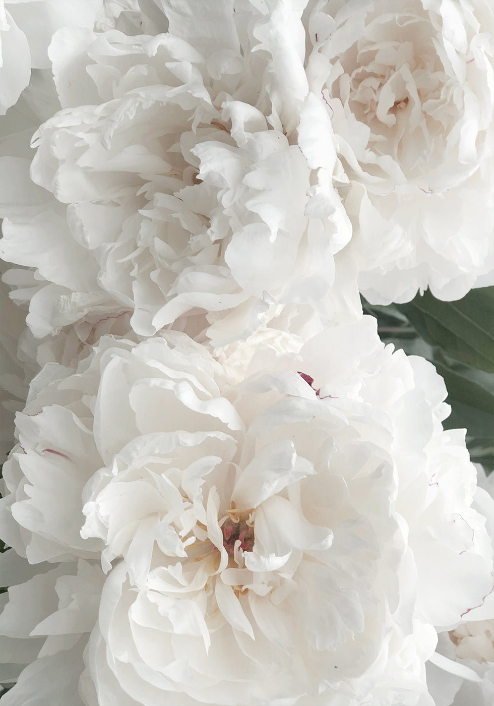 Bouquet Of White Peonies Plakat