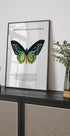 Butterfly Display Plakat - Posterbox.dk