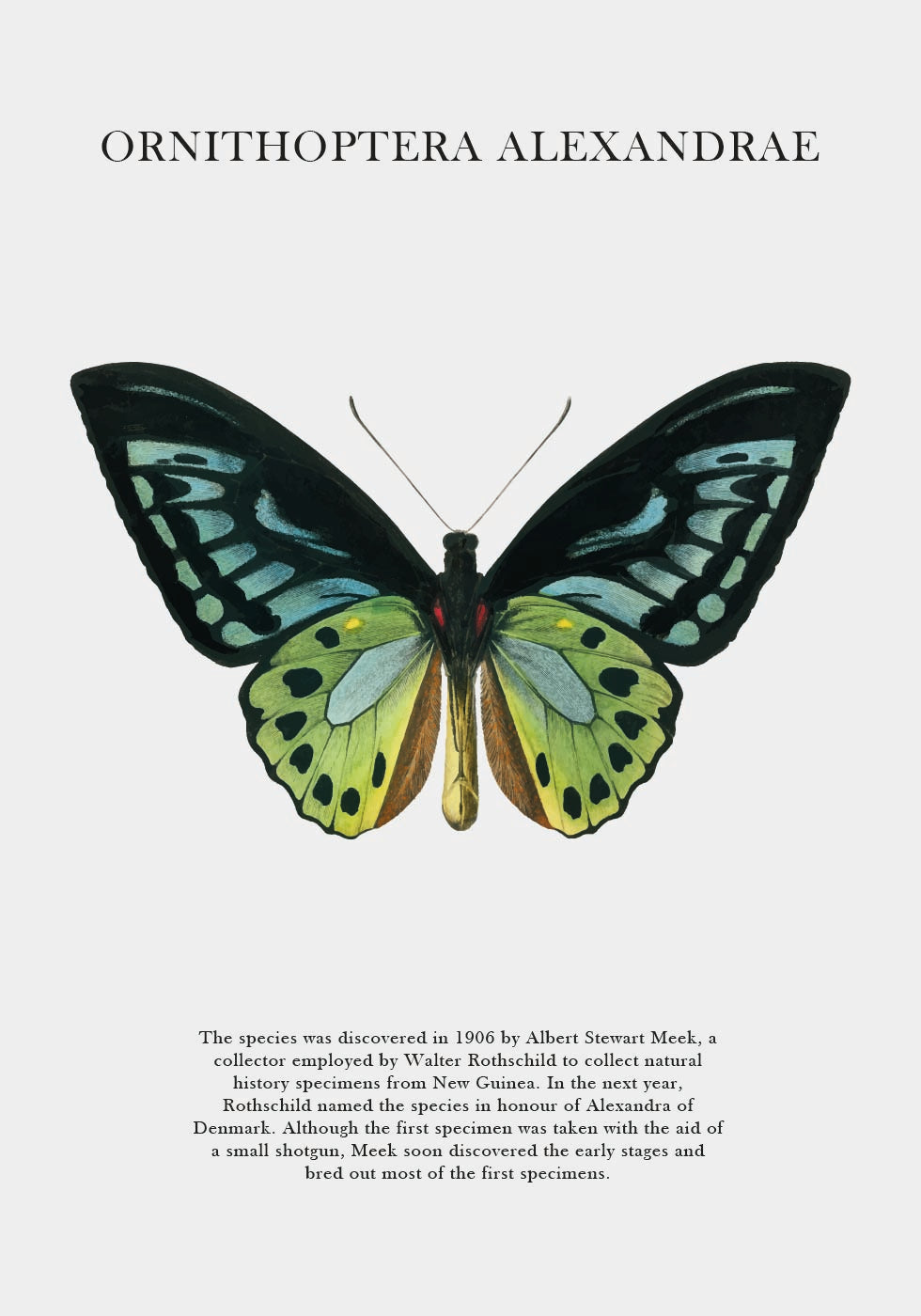 Butterfly Display Plakat - Posterbox.dk