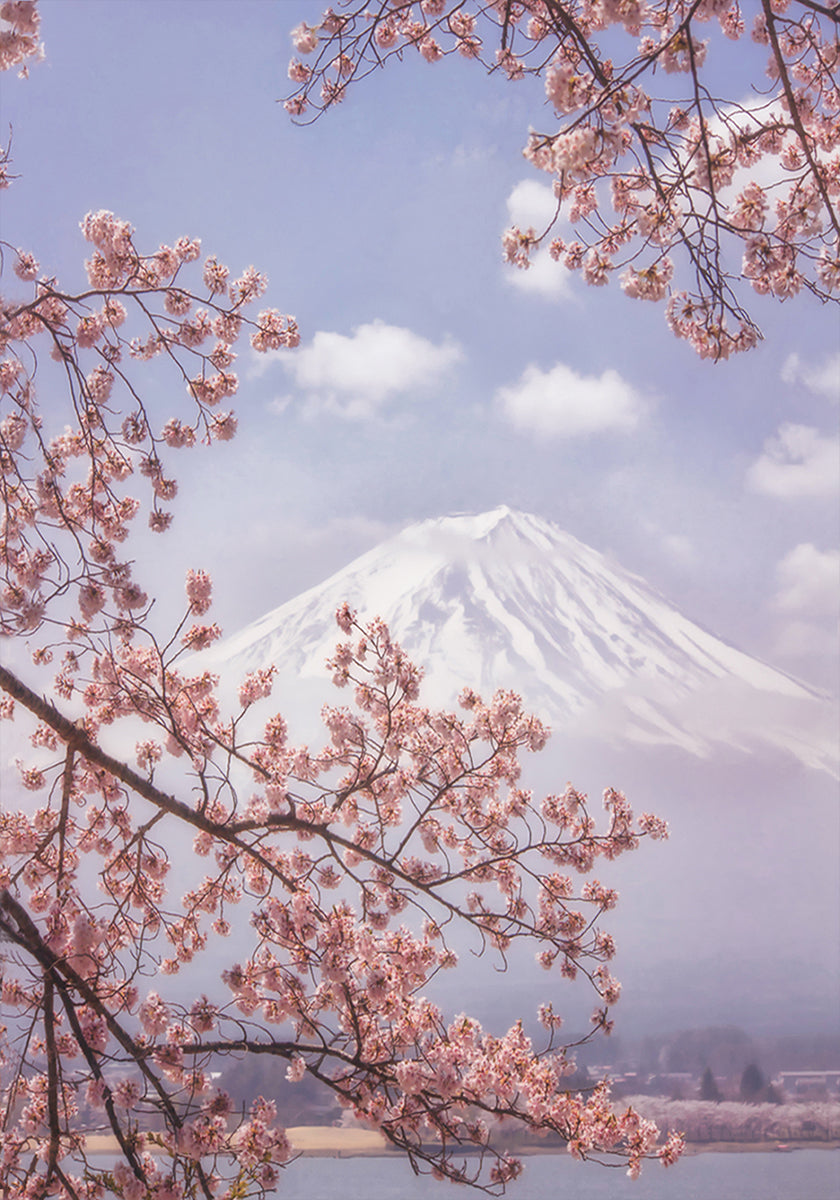 Mt.Fuji in the cherry blossoms Plakat
