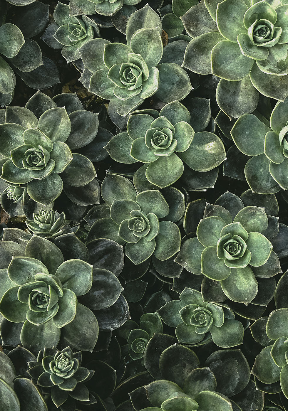 Close Up Green Plakat - Posterbox.dk