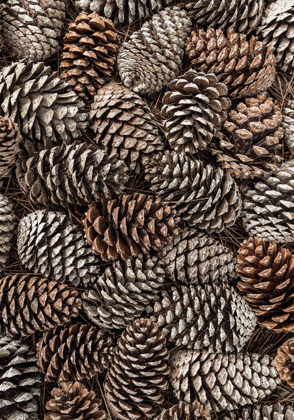 Pine Cones Texture Plakat