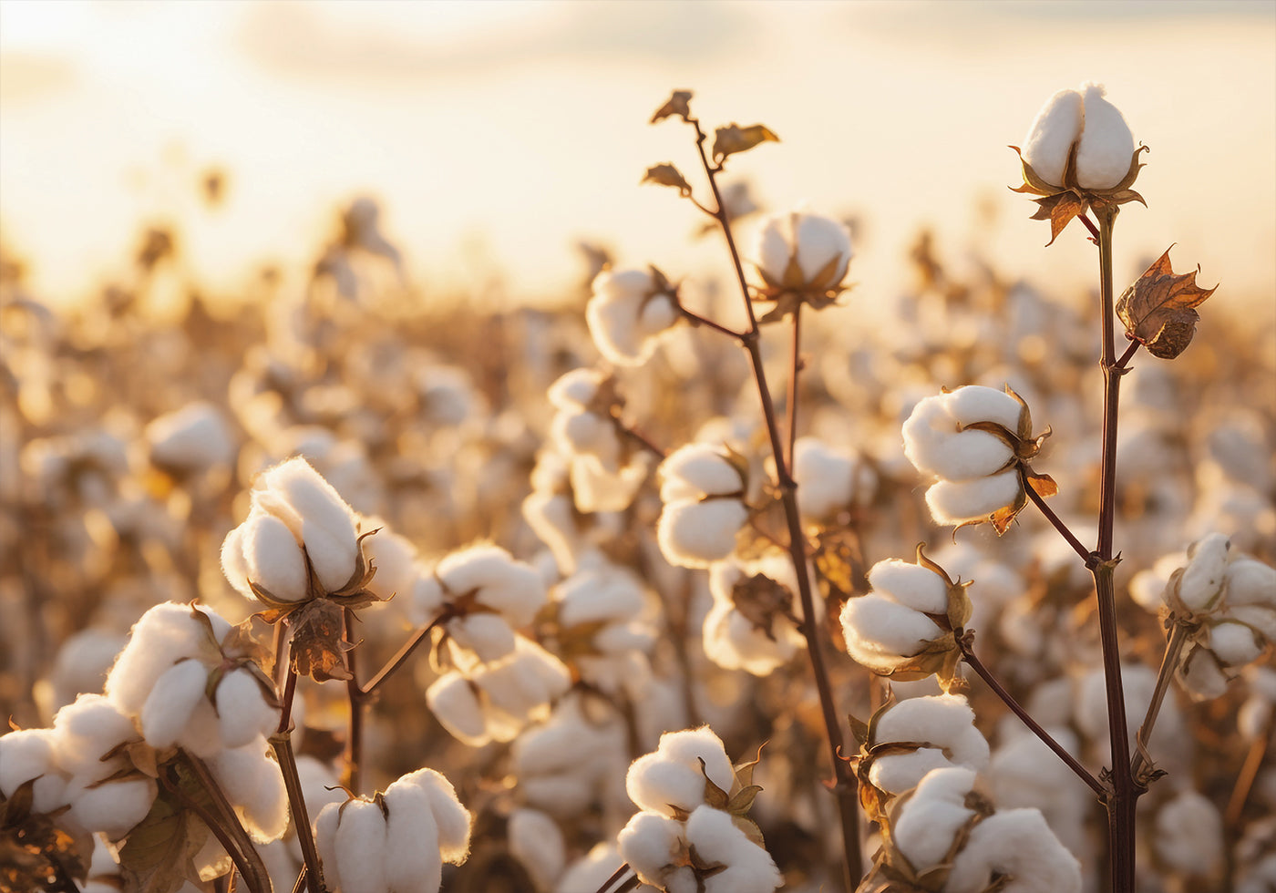 Cotton Flowers at Sunset Plakat