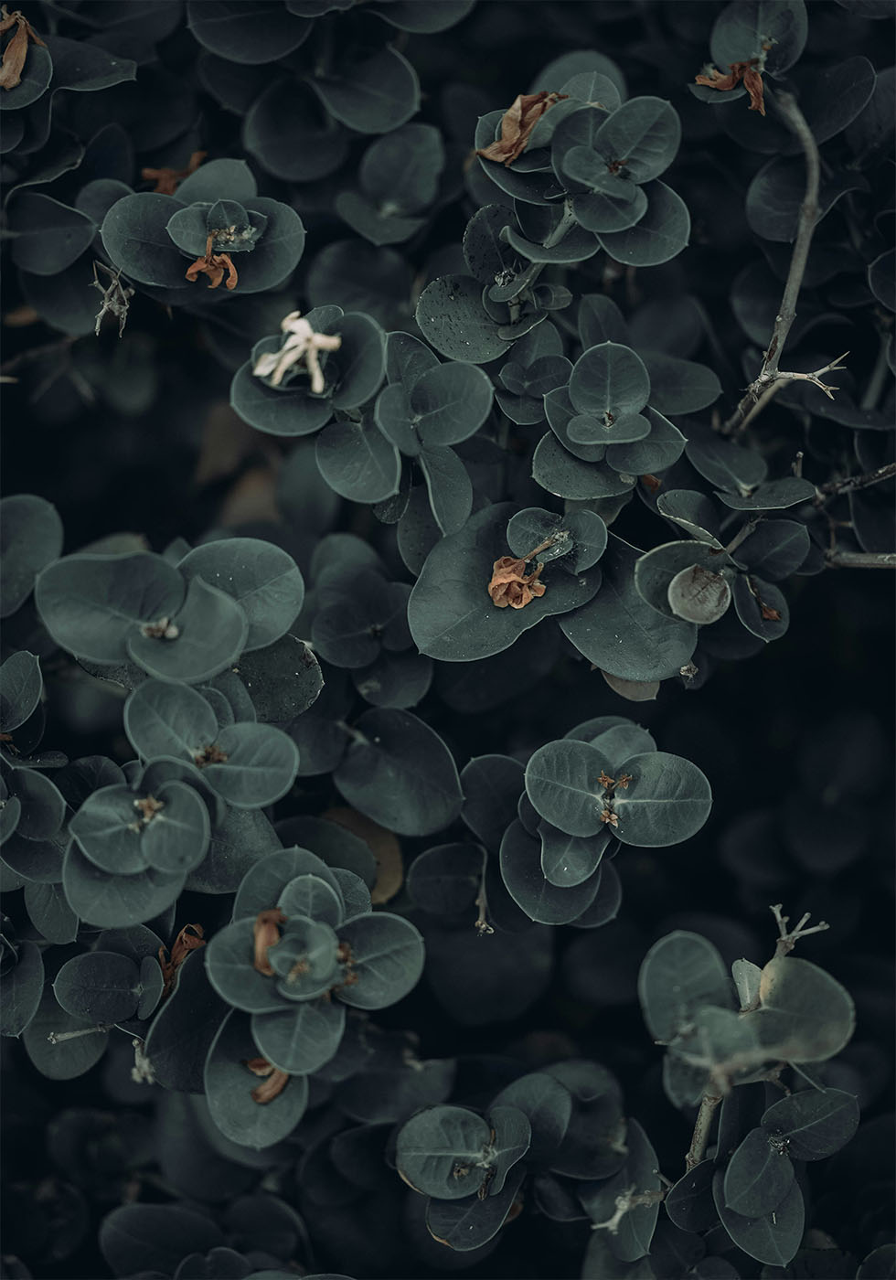 Dark And Green Botanical Plakat - Posterbox.dk