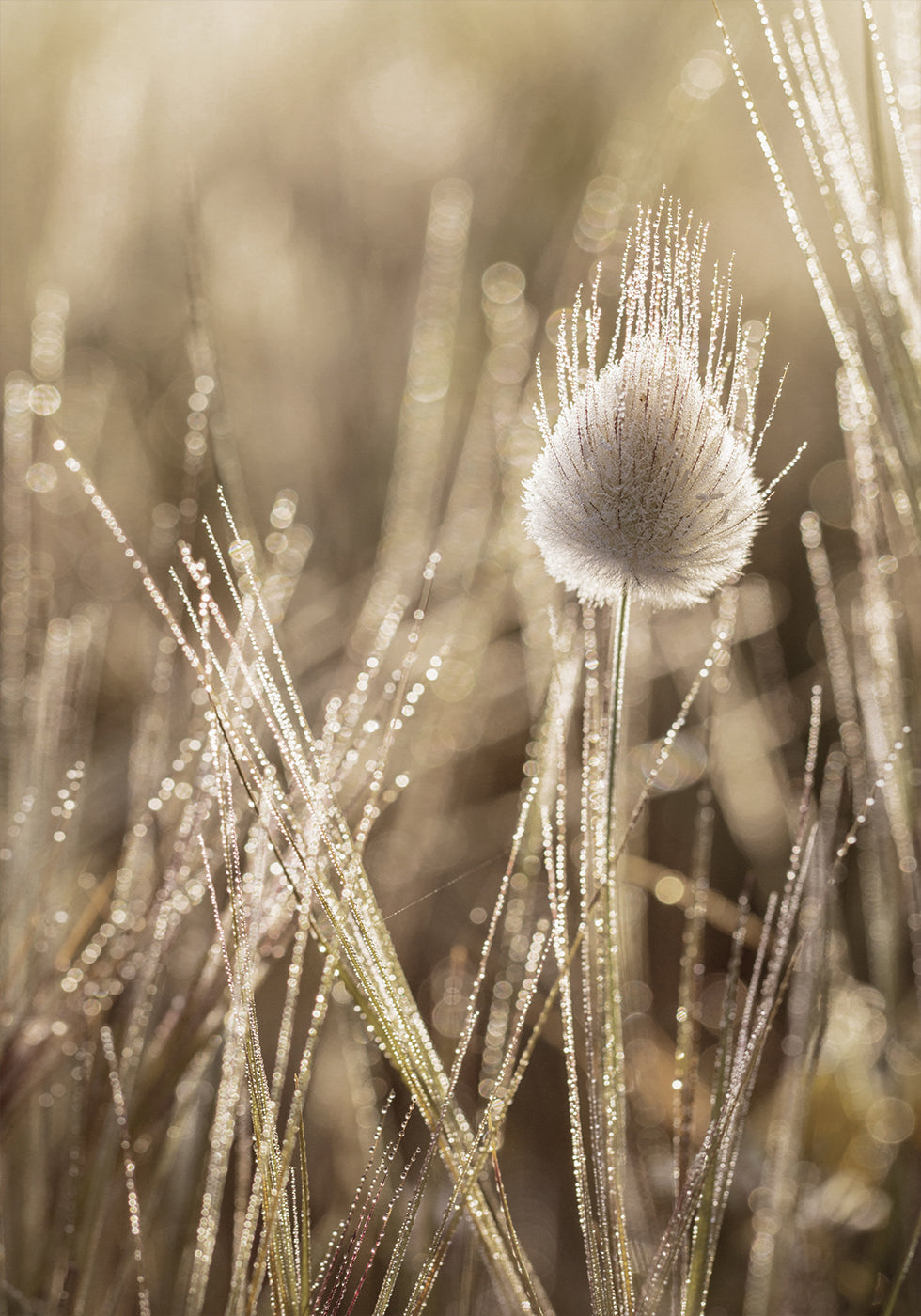 Dew-Covered Grass Head Plakat - Posterbox.dk