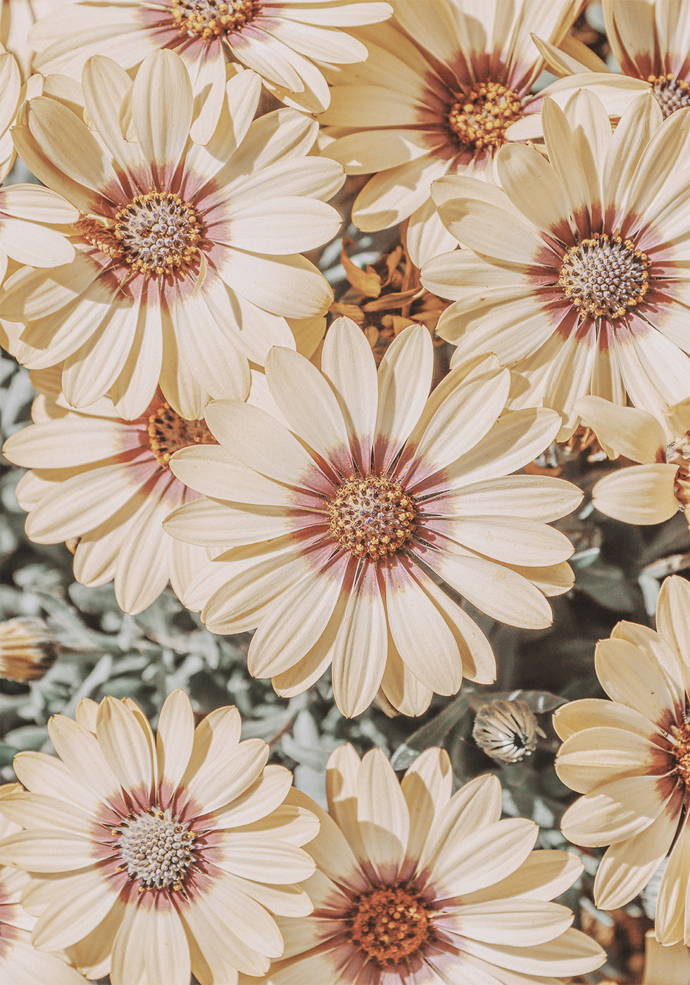 Dimorfoteca Plakat - Posterbox.dk