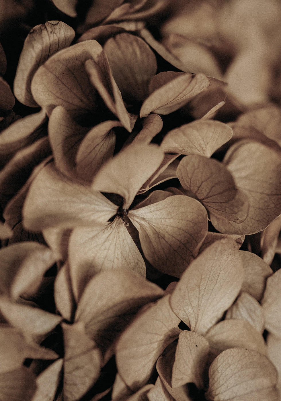 Dried Hydrangea Plakat - Posterbox.dk
