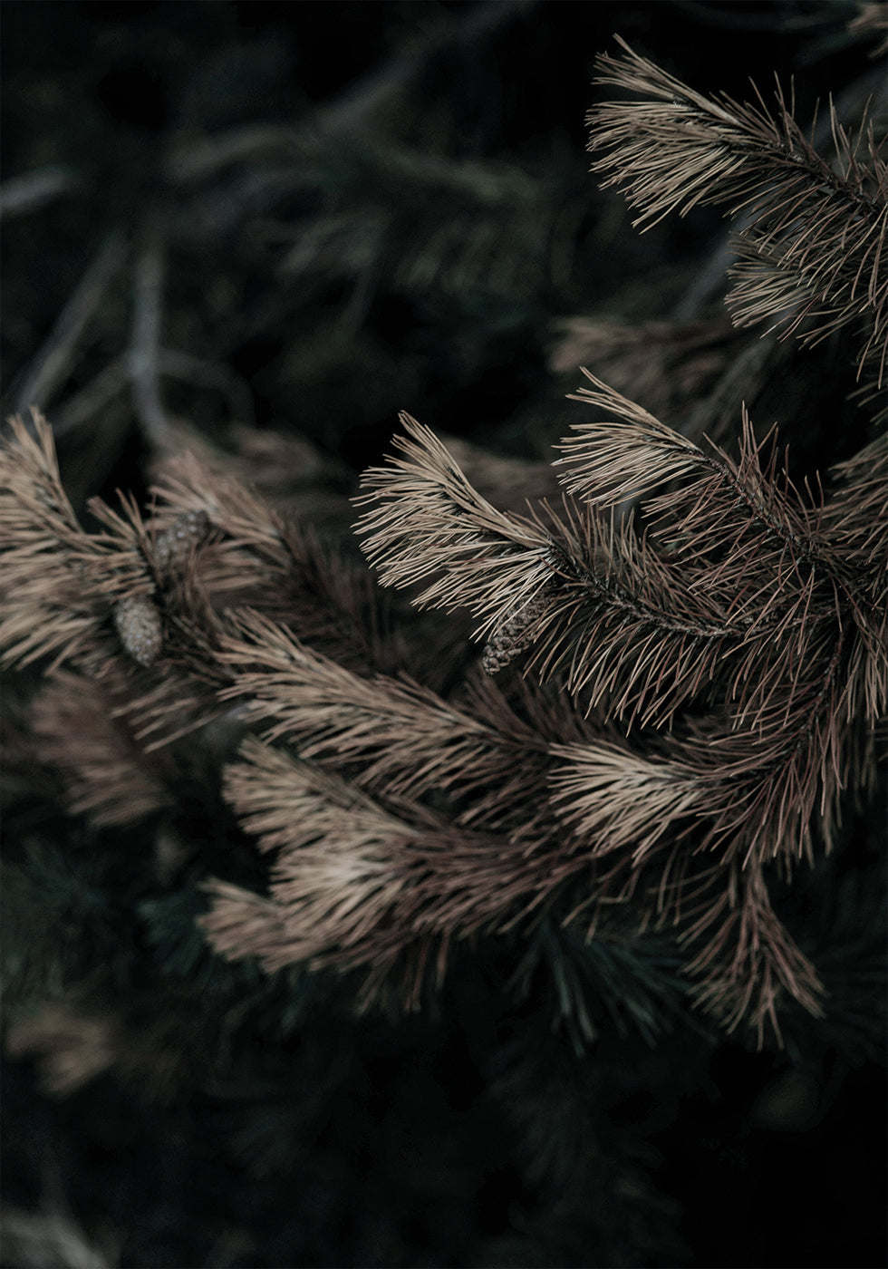 Fir Needle No. 2 Plakat - Posterbox.dk