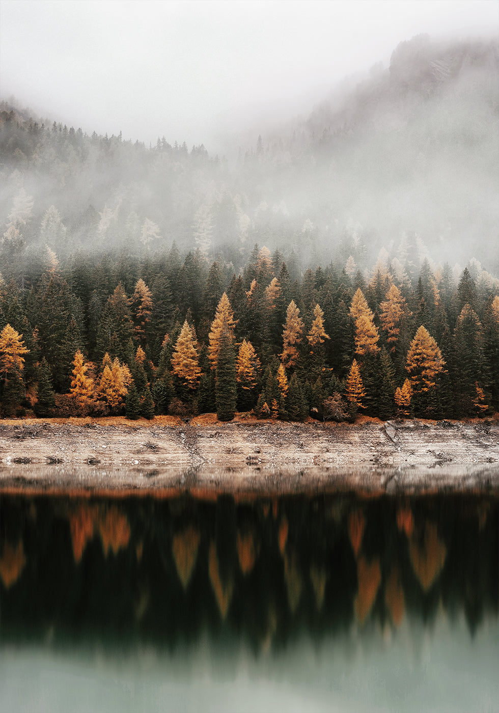 Foggy Autumn Forest Near the Lake Plakat