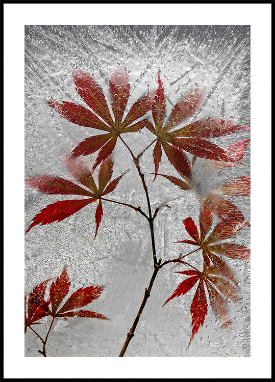 red maple