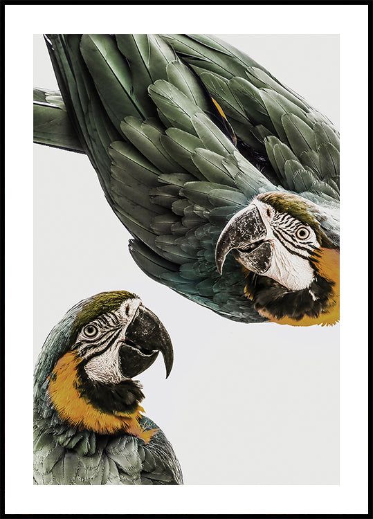 Vibrant Parrot Duo