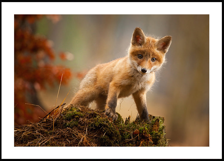 Fox Plakat