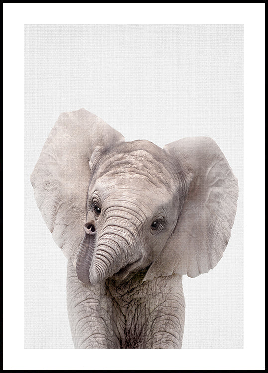 Peekaboo Baby Elephant Plakat