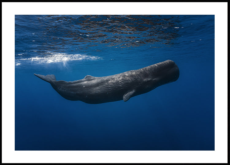 Sperm whale
